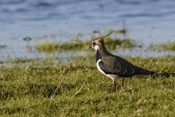 Wildlife Sightings for 7th May 2023